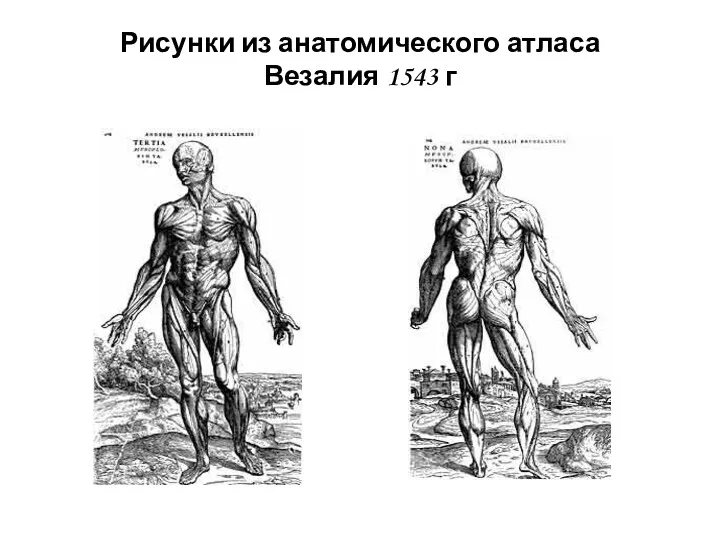 Рисунки из анатомического атласа Везалия 1543 г