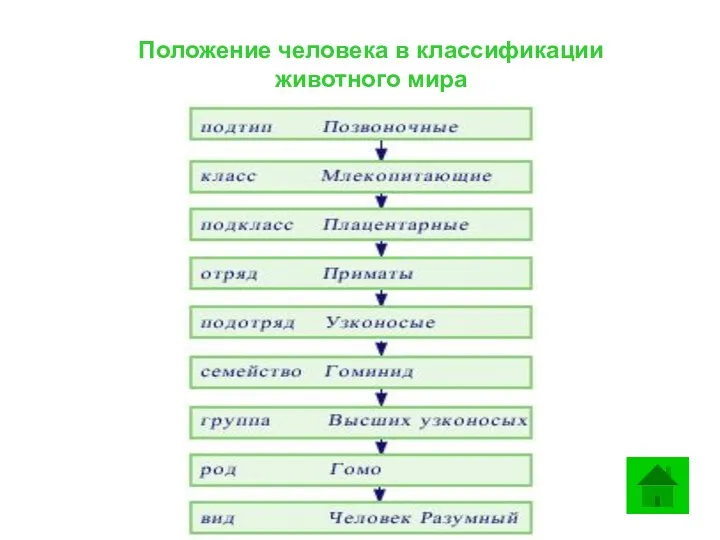 Положение человека в классификации животного мира