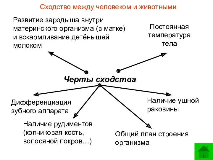 Сходство между человеком и животными Развитие зародыша внутри материнского организма