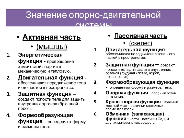 Значение опорно-двигательной системы Активная часть (мышцы) Энергетическая функция - превращение