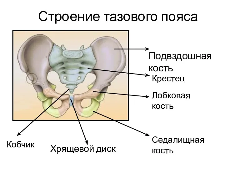 Строение тазового пояса Хрящевой диск Подвздошная кость Крестец Лобковая кость Седалищная кость Кобчик