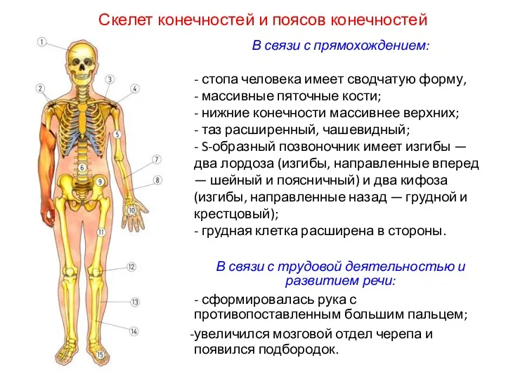 В связи с прямохождением: - стопа человека имеет сводчатую форму,