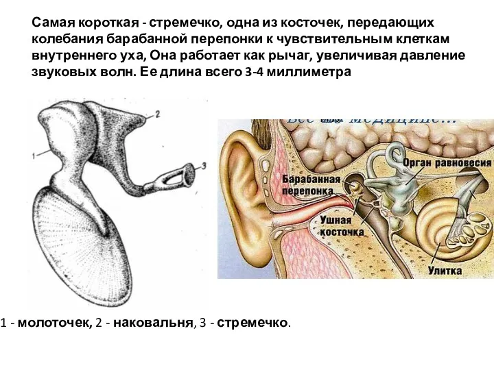 Самая короткая - стремечко, одна из косточек, передающих колебания барабанной