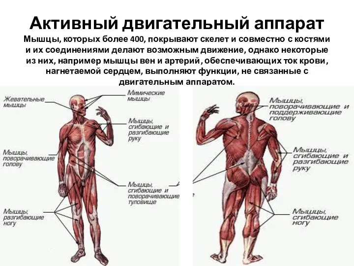 Активный двигательный аппарат Мышцы, которых более 400, покрывают скелет и