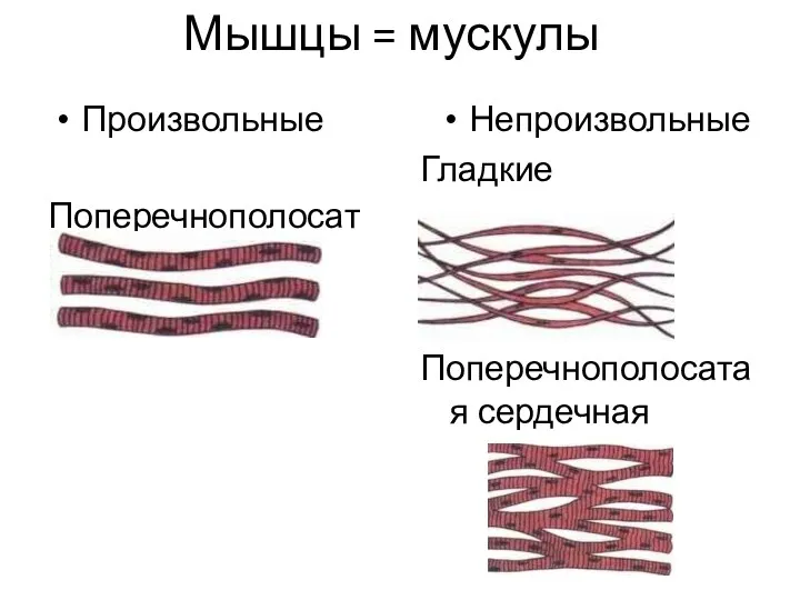 Мышцы = мускулы Произвольные Поперечнополосатые Непроизвольные Гладкие Поперечнополосатая сердечная