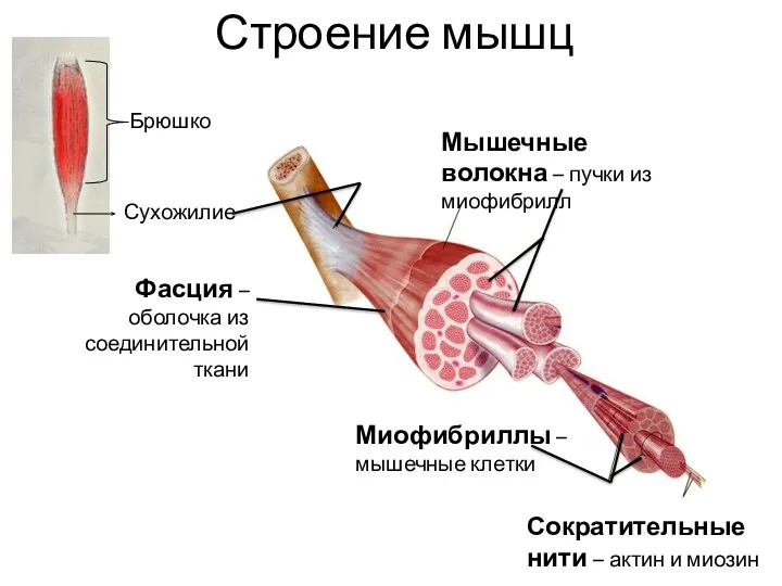 Строение мышц Брюшко Сухожилие Фасция – оболочка из соединительной ткани