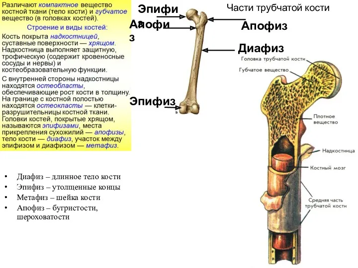 Части трубчатой кости Диафиз – длинное тело кости Эпифиз –