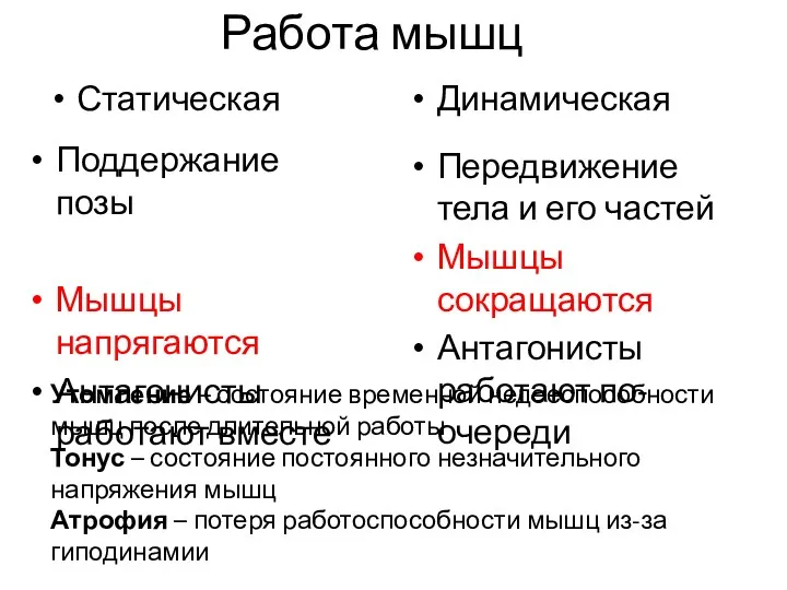 Работа мышц Статическая Поддержание позы Мышцы напрягаются Антагонисты работают вместе