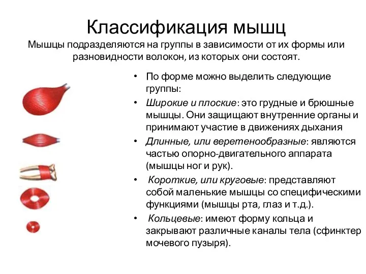 Классификация мышц Мышцы подразделяются на группы в зависимости от их