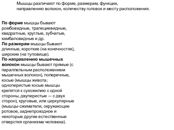 Мышцы различают по форме, размерам, функции, направлению волокон, количеству головок