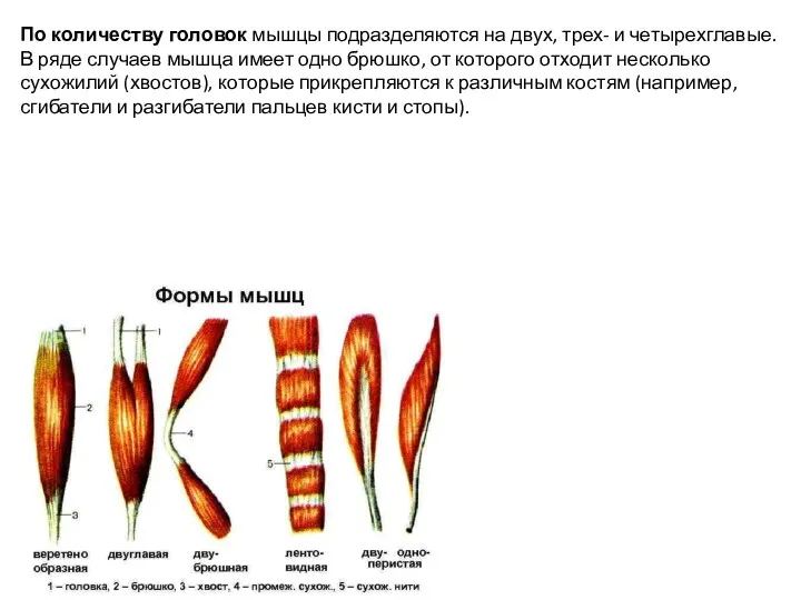 По количеству головок мышцы подразделяются на двух, трех- и четырехглавые.