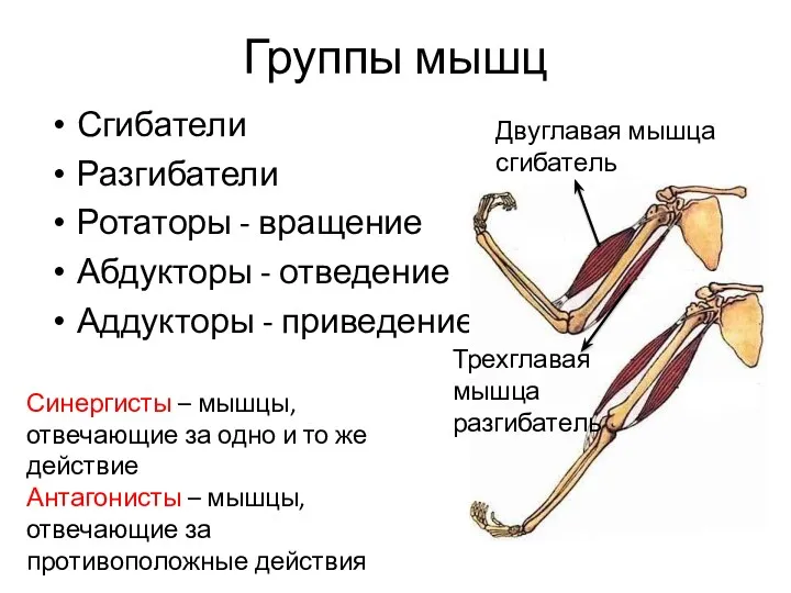 Группы мышц Сгибатели Разгибатели Ротаторы - вращение Абдукторы - отведение