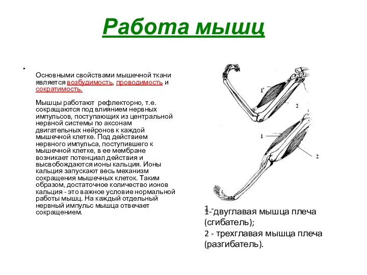 Работа мышц Основными свойствами мышечной ткани является возбудимость, проводимость и