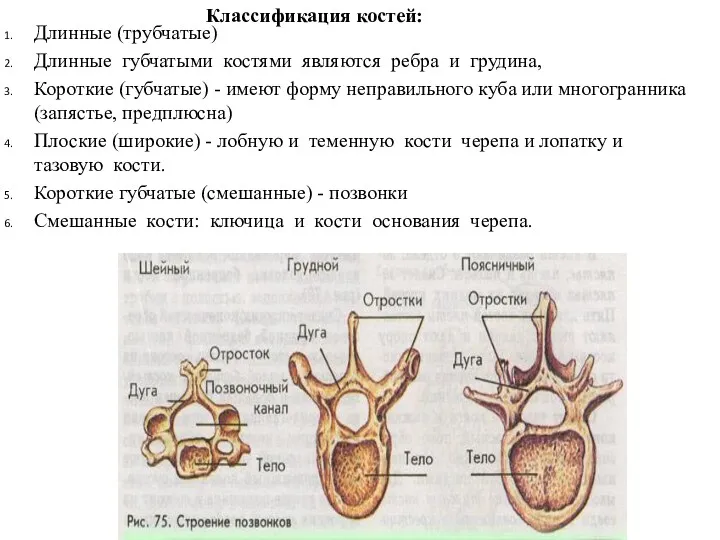 Классификация костей: Длинные (трубчатые) Длинные губчатыми костями являются ребра и