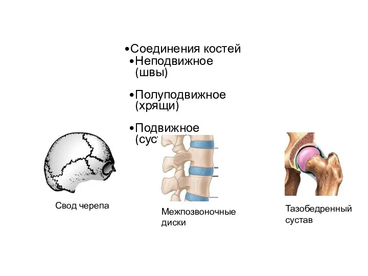 Соединения костей Неподвижное (швы) Полуподвижное (хрящи) Подвижное (суставы) Свод черепа Межпозвоночные диски Тазобедренный сустав