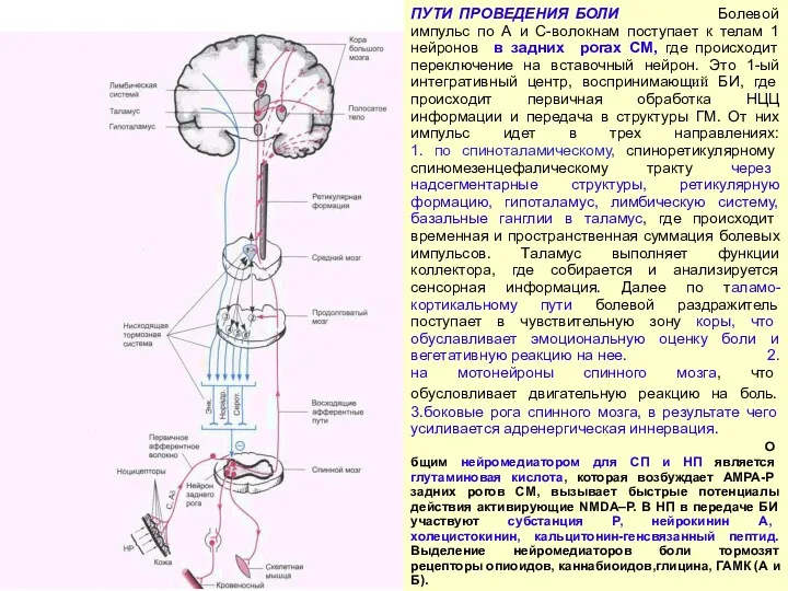 ПУТИ ПРОВЕДЕНИЯ БОЛИ Болевой импульс по А и С-волокнам поступает