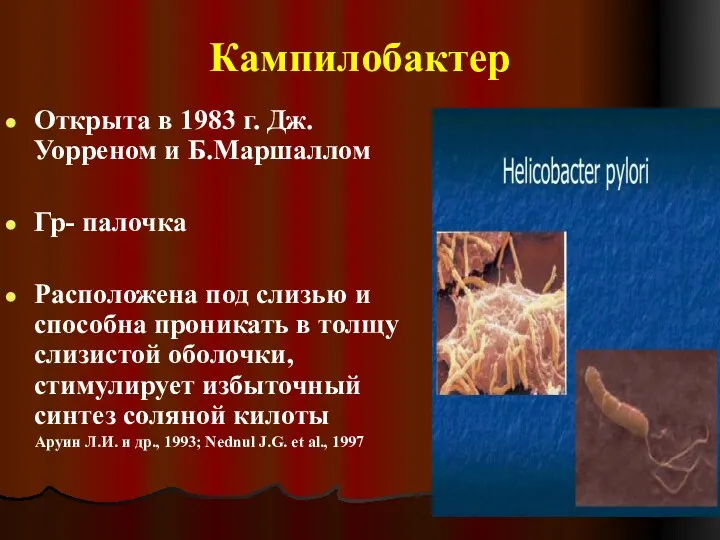 Кампилобактер Открыта в 1983 г. Дж.Уорреном и Б.Маршаллом Гр- палочка Расположена под слизью