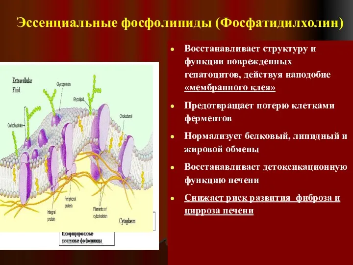 Эссенциальные фосфолипиды (Фосфатидилхолин) Восстанавливает структуру и функции поврежденных гепатоцитов, действуя