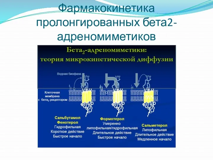 Фармакокинетика пролонгированных бета2- адреномиметиков