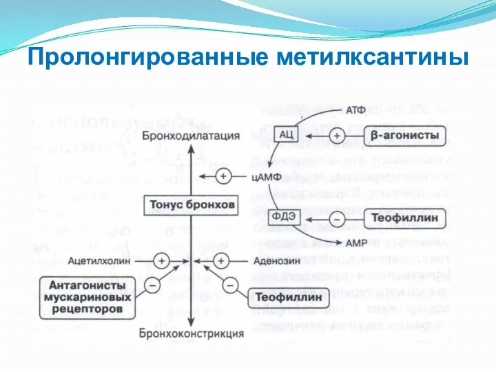 Пролонгированные метилксантины