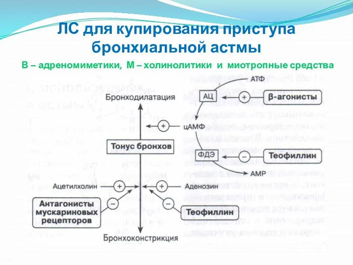 ЛС для купирования приступа бронхиальной астмы В – адреномиметики, М – холинолитики и миотропные средства