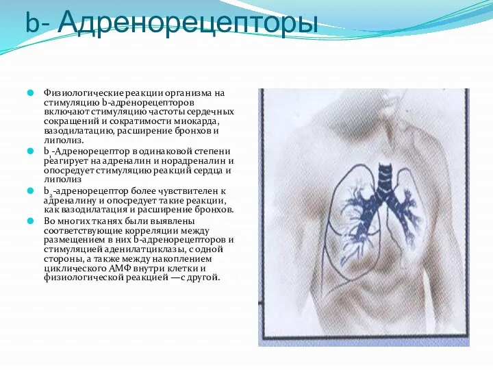 b- Адренорецепторы Физиологические реакции организма на стимуляцию b-адренорецепторов включают стимуляцию