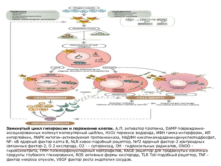 Замкнутый цикл гипероксии и поражение клеток. А.П. активатор протеина, DAMP