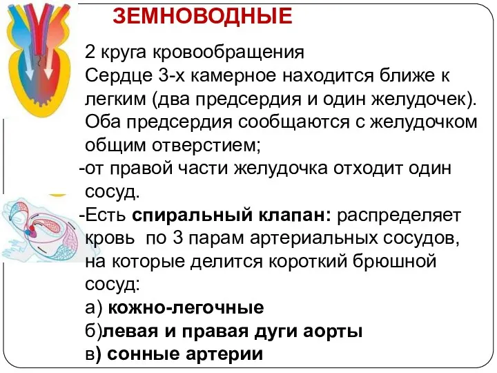 ЗЕМНОВОДНЫЕ 2 круга кровообращения Сердце 3-х камерное находится ближе к