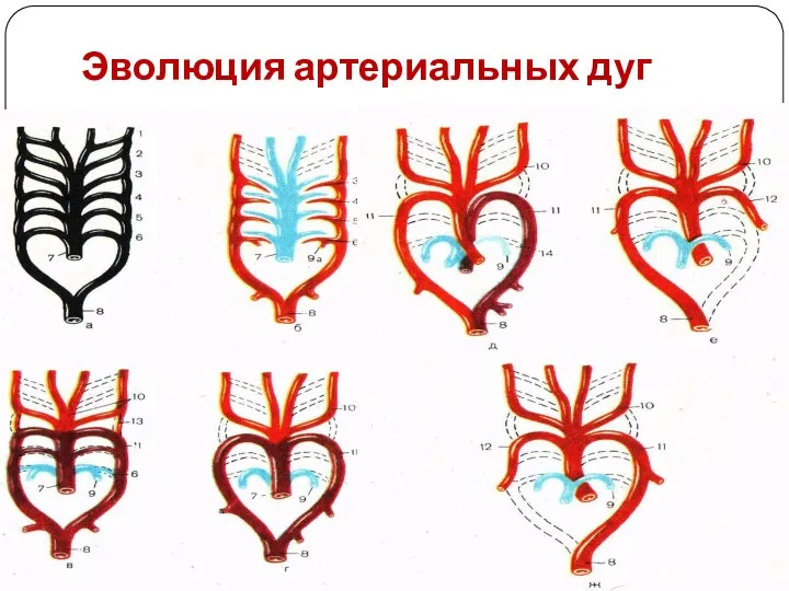 Эволюция артериальных дуг