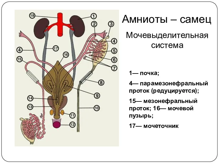 Амниоты – самец Мочевыделительная система 1— почка; 4— парамезонефральный проток