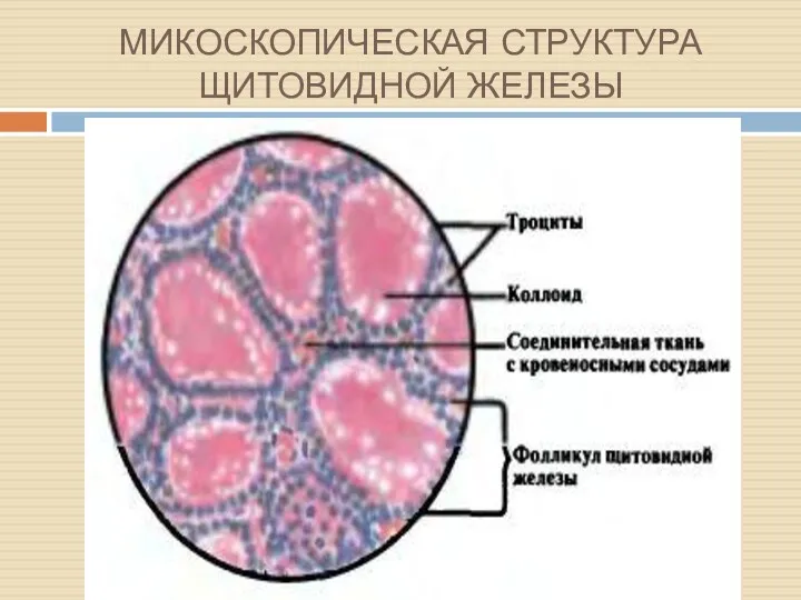 МИКОСКОПИЧЕСКАЯ СТРУКТУРА ЩИТОВИДНОЙ ЖЕЛЕЗЫ