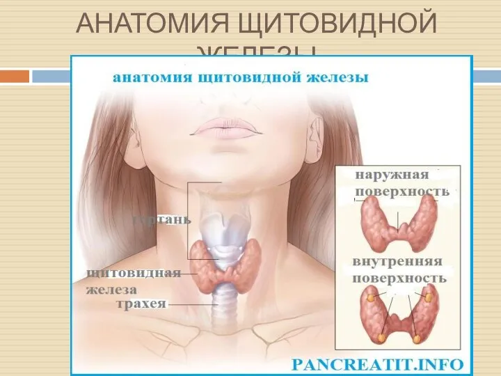 АНАТОМИЯ ЩИТОВИДНОЙ ЖЕЛЕЗЫ