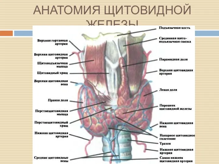 АНАТОМИЯ ЩИТОВИДНОЙ ЖЕЛЕЗЫ