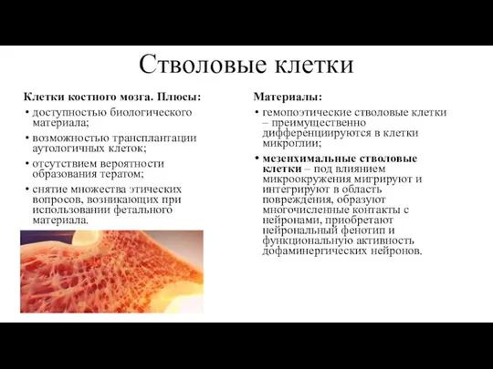 Стволовые клетки Клетки костного мозга. Плюсы: доступностью биологического материала; возможностью