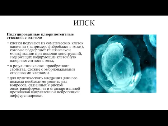 ИПСК Индуцированные плюрипотентные стволовые клетки: клетки получают из соматических клеток