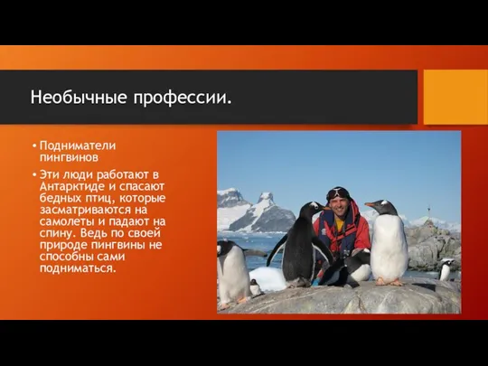 Необычные профессии. Подниматели пингвинов Эти люди работают в Антарктиде и
