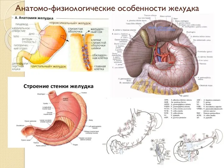 Анатомо-физиологические особенности желудка