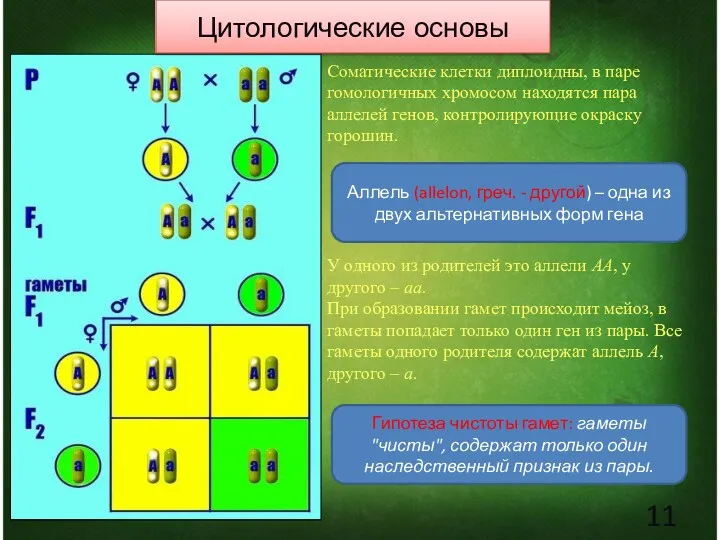 Соматические клетки диплоидны, в паре гомологичных хромосом находятся пара аллелей