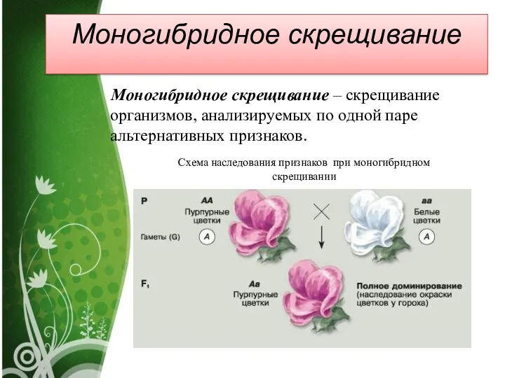 Моногибридное скрещивание Моногибридное скрещивание – скрещивание организмов, анализируемых по одной