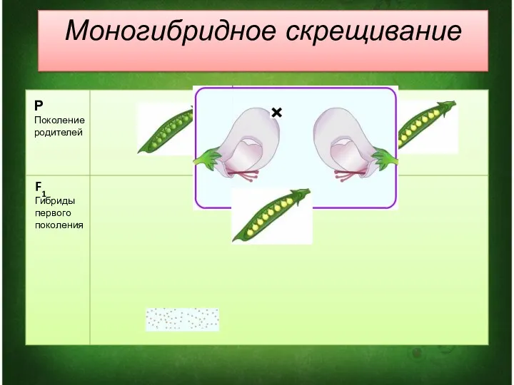 Р Поколение родителей F1 Гибриды первого поколения Моногибридное скрещивание