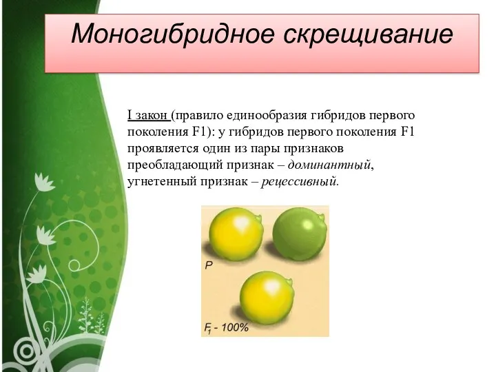 I закон (правило единообразия гибридов первого поколения F1): у гибридов