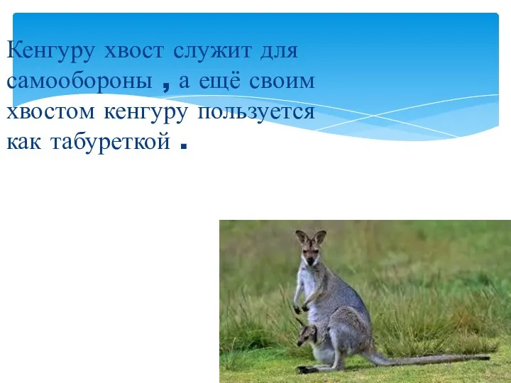 Кенгуру хвост служит для самообороны , а ещё своим хвостом кенгуру пользуется как табуреткой .