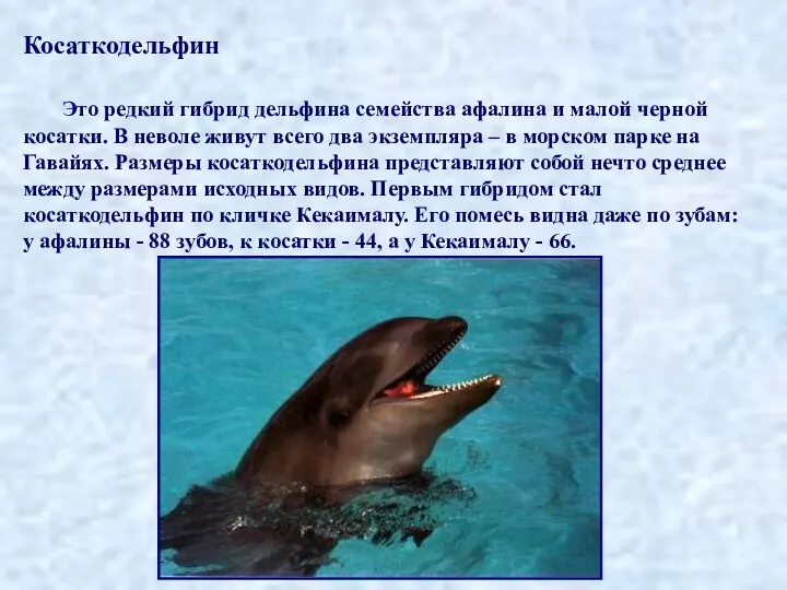 Косаткодельфин Это редкий гибрид дельфина семейства афалина и малой черной