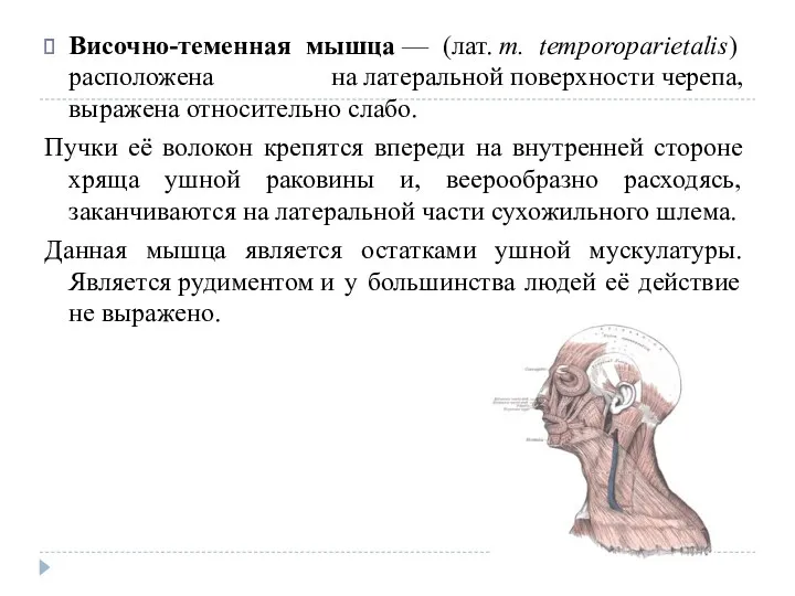 Височно-теменная мышца — (лат. m. temporoparietalis) расположена на латеральной поверхности черепа, выражена относительно