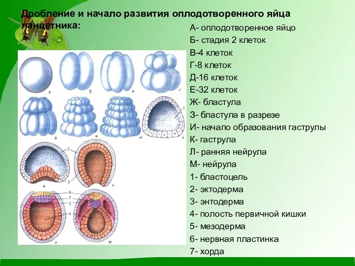 Дробление и начало развития оплодотворенного яйца ланцетника: А- оплодотворенное яйцо