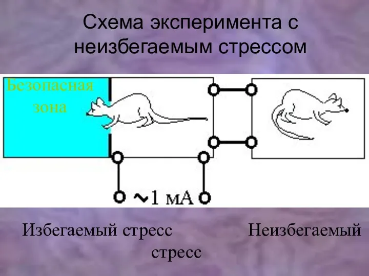 Схема эксперимента с неизбегаемым стрессом Избегаемый стресс Неизбегаемый стресс Безопасная зона