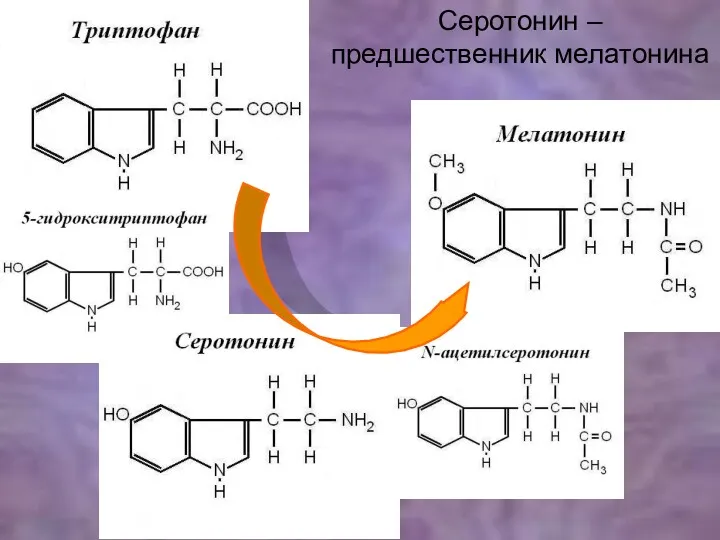 Серотонин – предшественник мелатонина