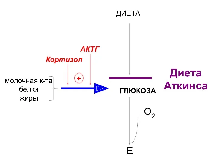 ГЛЮКОЗА Е О2 молочная к-та белки жиры ДИЕТА глюконеогенез Кортизол АКТГ + Диета Аткинса