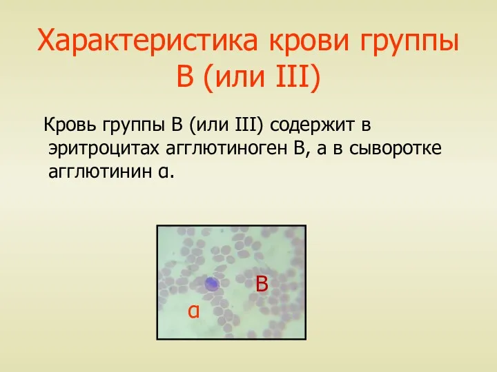 Характеристика крови группы В (или III) Кровь группы В (или