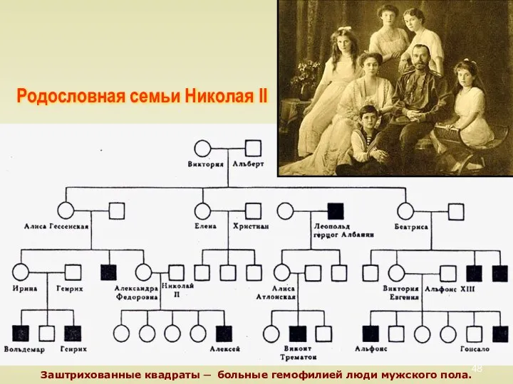 Родословная семьи Николая II Заштрихованные квадраты ─ больные гемофилией люди мужского пола.